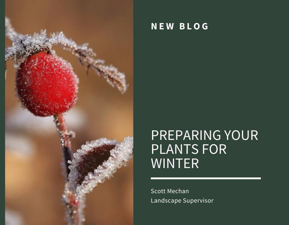Blog: Preparing your plants for winter