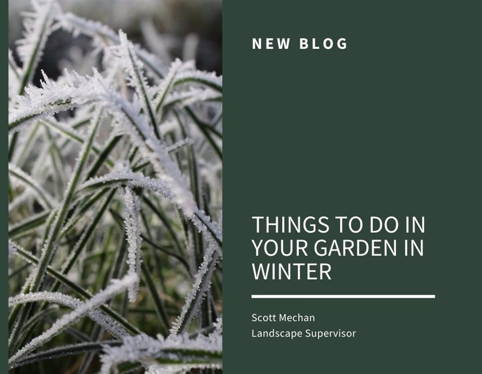 Blog: Things to do in your winter garden