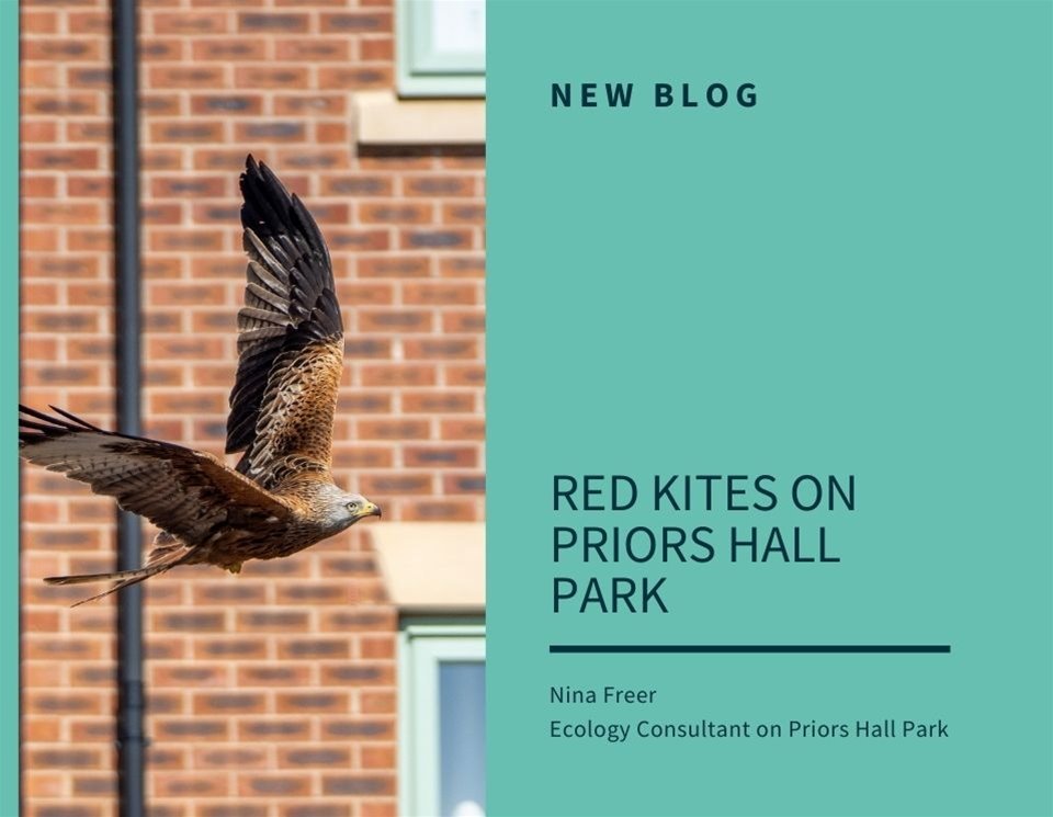 Red kites on Priors Hall Park